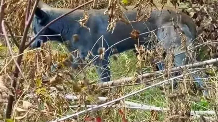 הכלבים בצ׳רנוביל - קיבלו צבע חדש לאור המחייה באזור