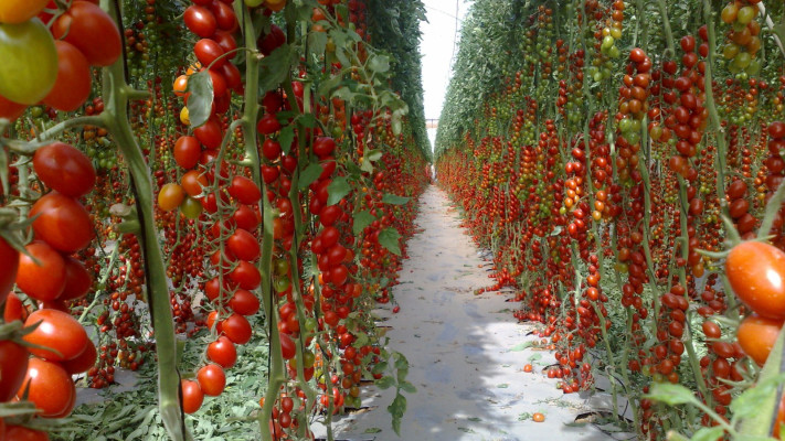 עגבניות וויטני