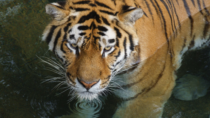 הטיגריס האמורי