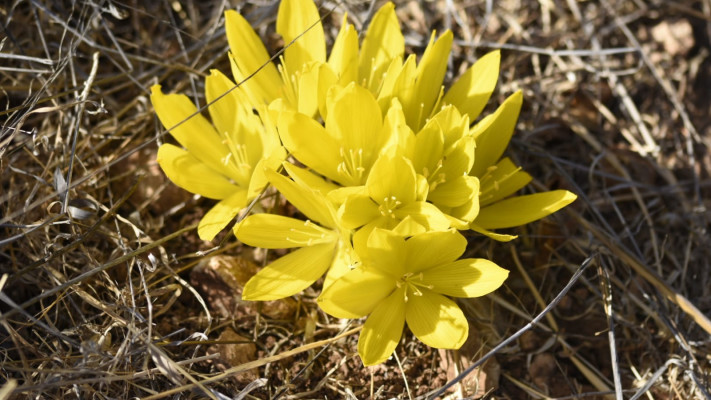 חלמוניות בגוש עציון