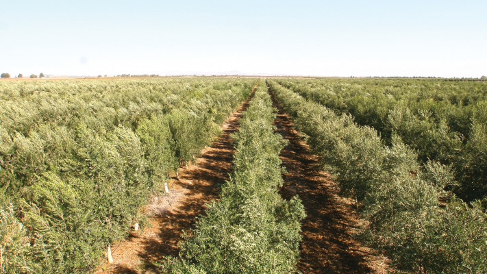 תיירות שמן זית