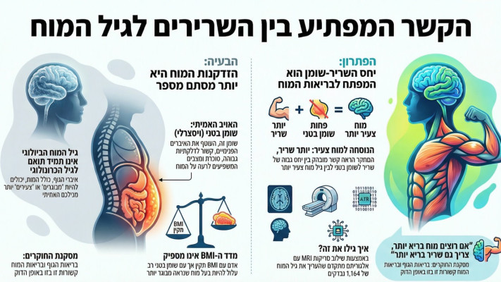 הקשר המפתיע בין השרירים לגיל המוח