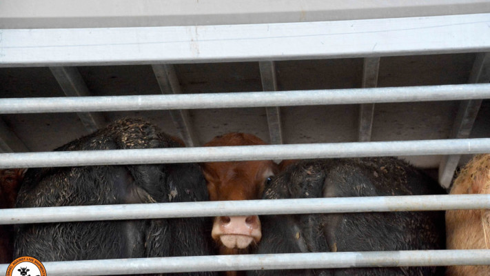 משלוחים חיים בנמל חיפה