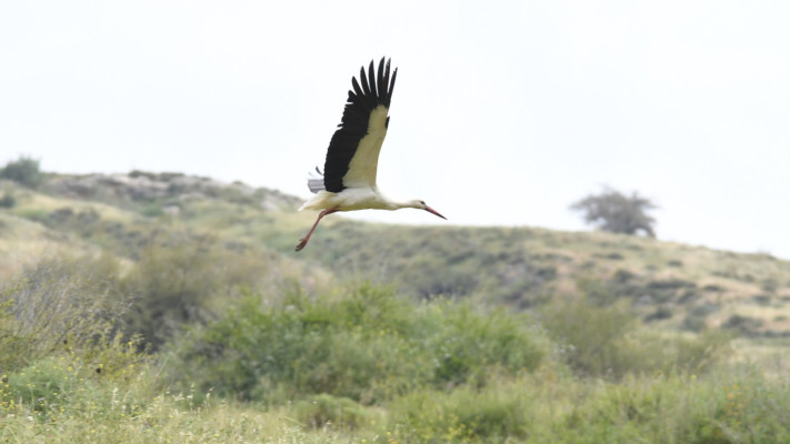 חסידה בנדידה