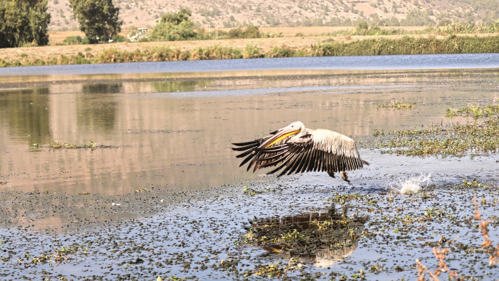 שקנאי בשמורת החולה
