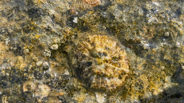 המעבדה של פרופ' גיל רילוב, המכון לחקר ימים ואגמים