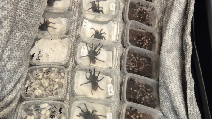 משלוח של 2,000 טרנטולות