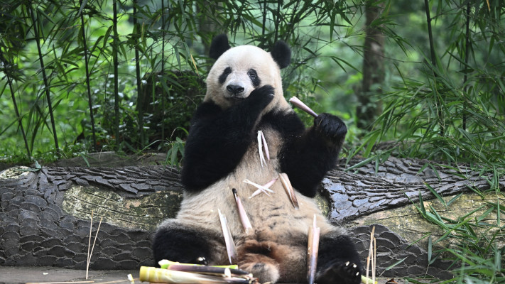 שיאנג שיאנג, דובת פנדה