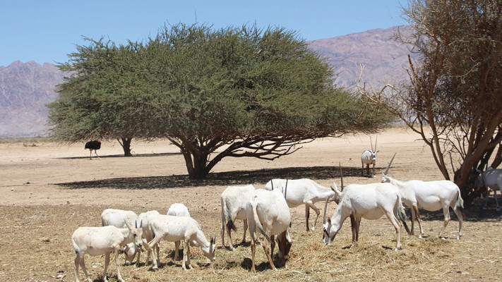חי-בר יטבתה