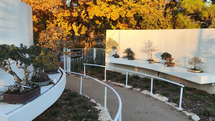 אוסף עצי הבונסאי בבית היפני