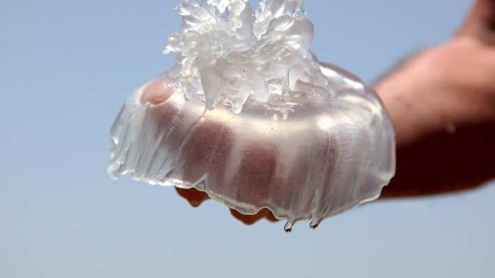 מדוזה בחוף אשקלון