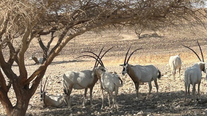 חוות האנטילופות
