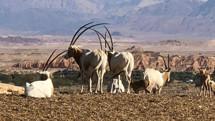 חוות האנטילופות