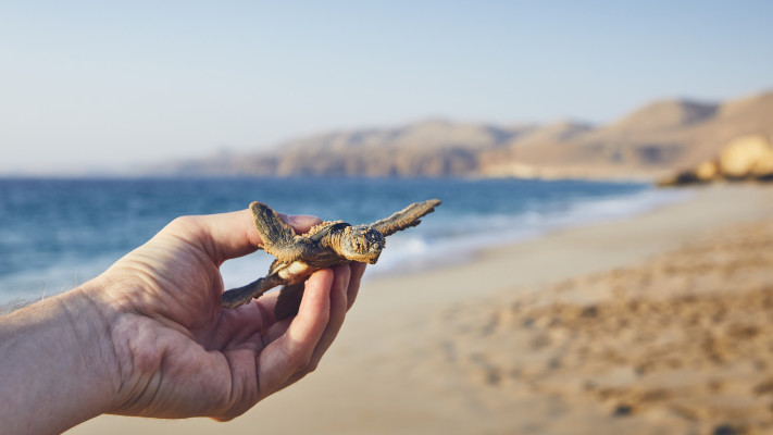 שמורת Ras Al Jinz, עומאן