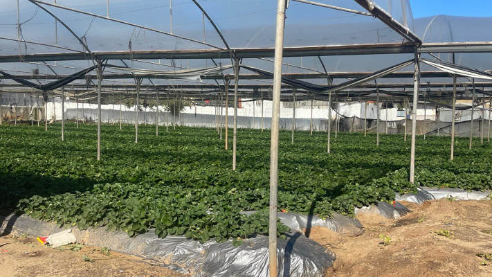 תופעת השבחים בקו התפר