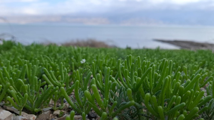 מרבדי אהל מצוי בים המלח, ינואר 2026