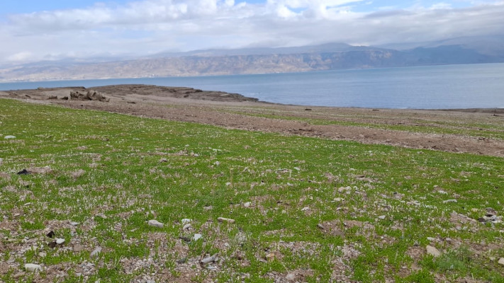 מרבדי אהל מצוי בים המלח, ינואר 2026