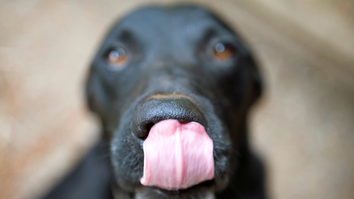 האף של כלבים מכיל מיליוני קולטנים