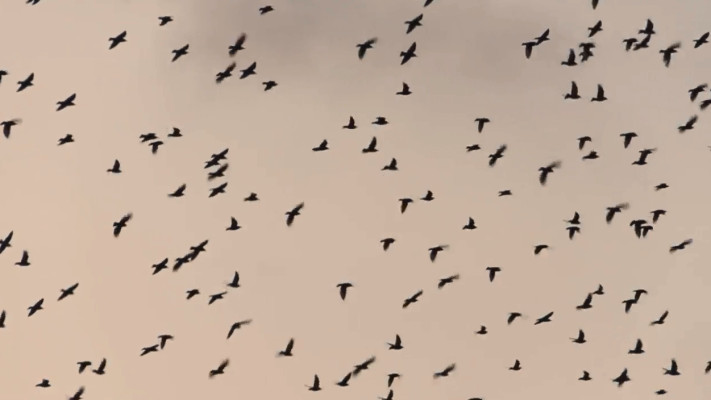 זרזירים בעוטף עזה