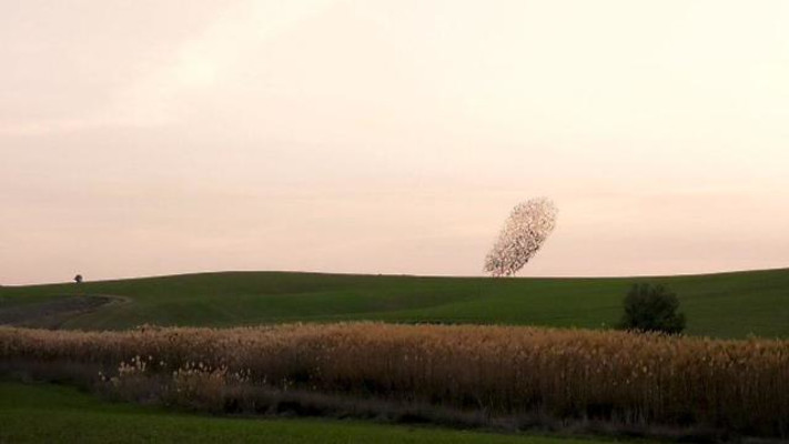 זרזירים בעוטף עזה
