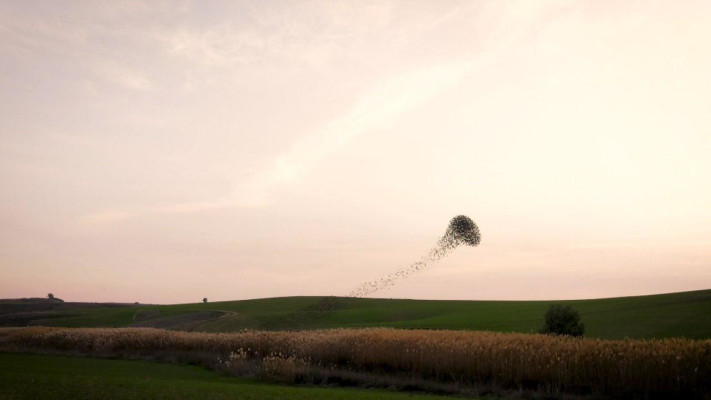 ריקוד הזרזירים 