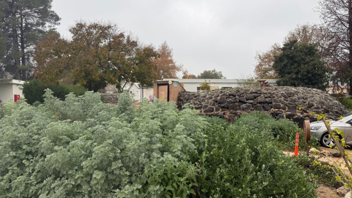 שיחים שצמחו מנטיעות תשפ''ה בשטח מלון מטיילים ארץ דפנה