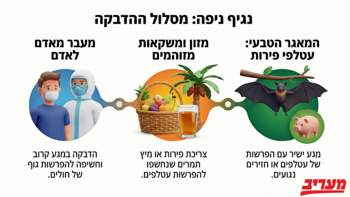 נגיף הניפה - מסלול ההדבקה