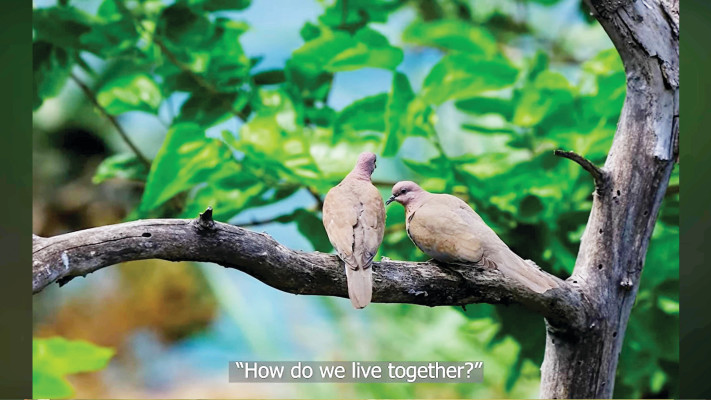 וידאו ארט של לילא עבד אלרזאק