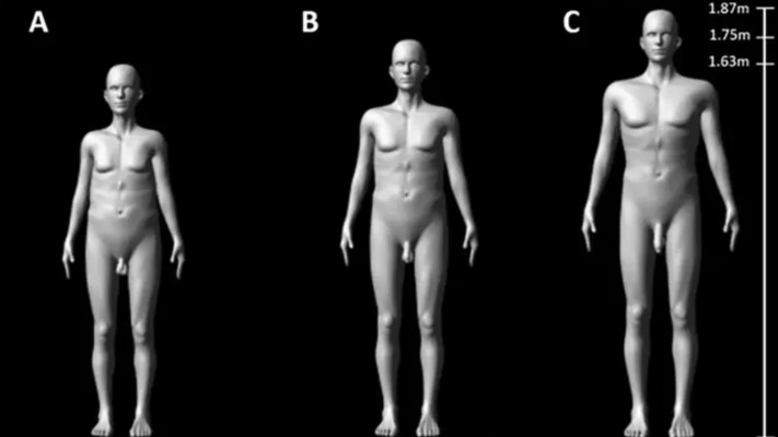 גודל איבר מין