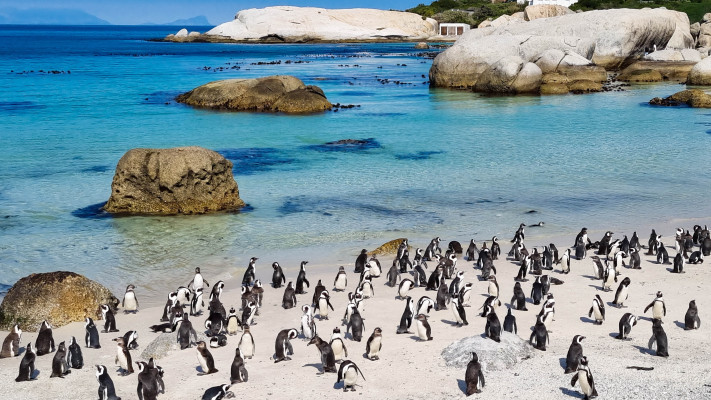 חוף בולדרס בדרום אפריקה