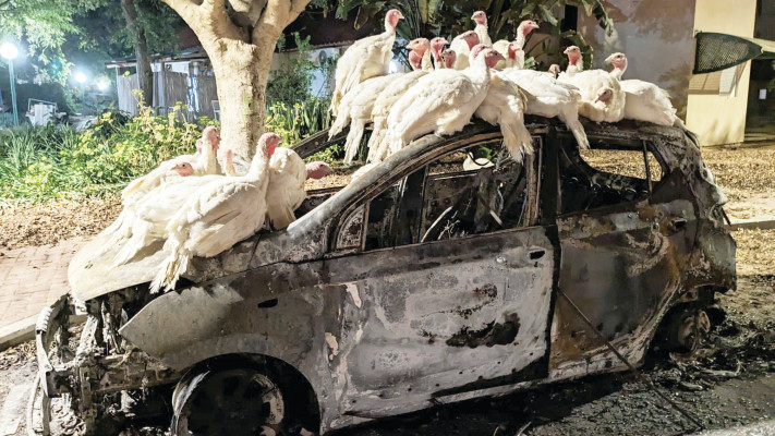 תרנגולי ההודו ב-7 באוקטובר