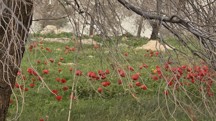 פריחה בשביל ליד גיתית