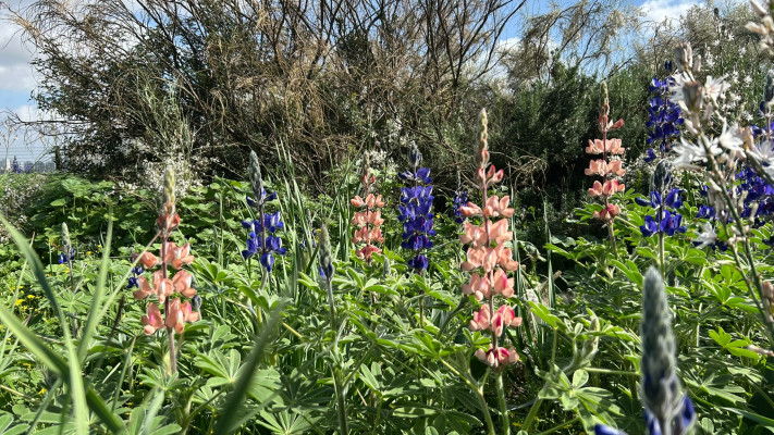 התורמוס הוורוד 