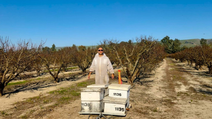 עמית יוסף מציב כוורות במטע בגליל העליון