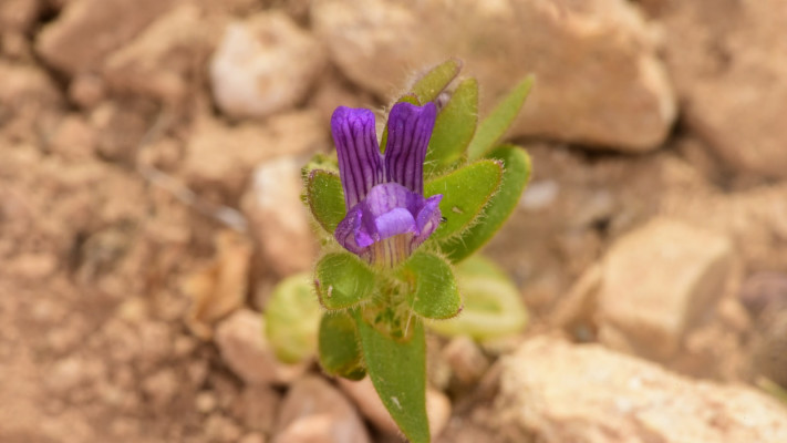 פומה פרסית, 2026
