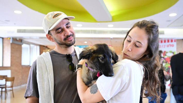 אימוץ כלבים בצל המלחמה 