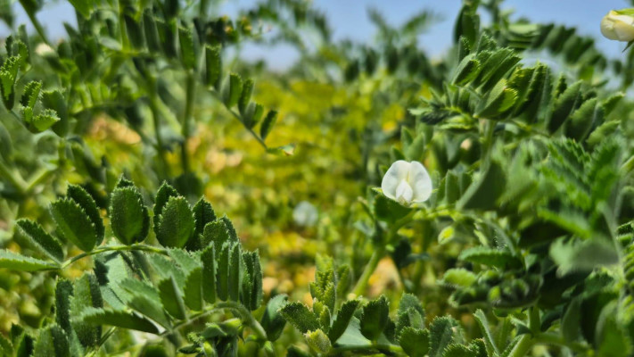 כאן מתחיל החומוס: גידול חימצה עבור &ldquo;אחלה&rdquo;