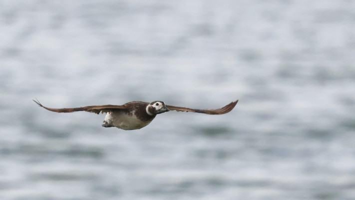 ברווז הקרח שלא נראה בארץ 40 שנה