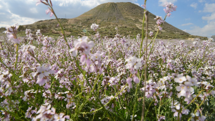הטבע בשיאו, בהרודיון