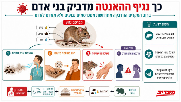 נגיף האנטה. סכנה מהפרשות מכרסמים