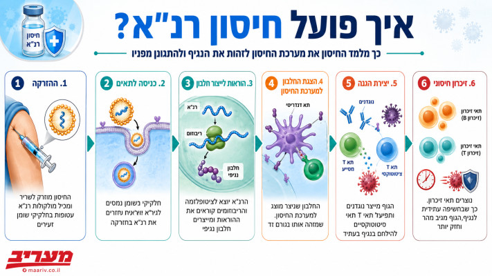 כך פועל חיסון רנ''א 