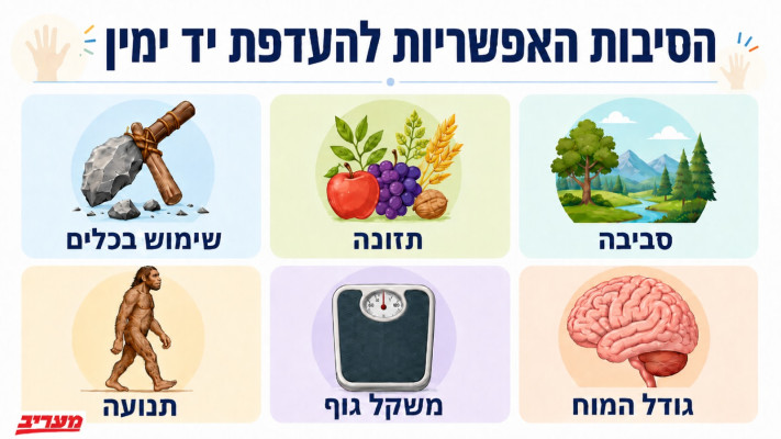 הסיבות להעדפת יד ימין