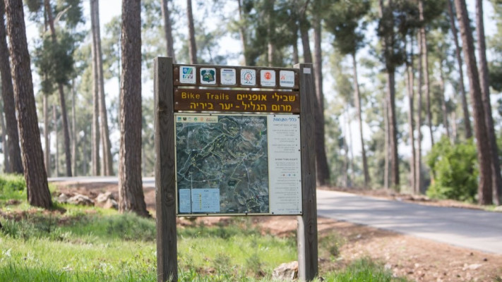 יער ביריה
