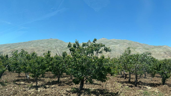 העונה בעיצומה. הכפר חאדר