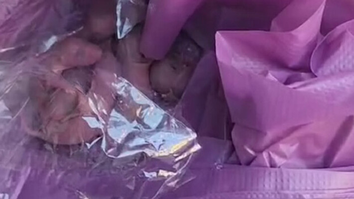 חולדות במטוס ארקיע