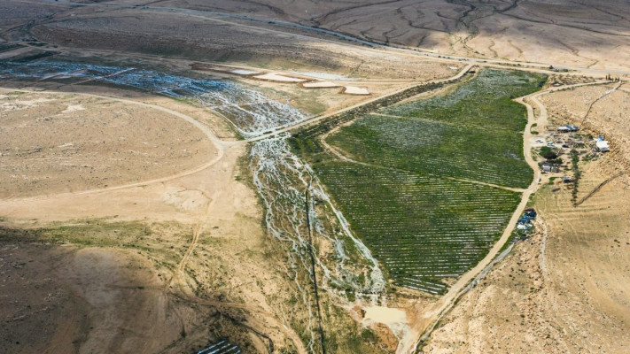 כרם שיזף בהר הנגב סמוך למצפה רמון
