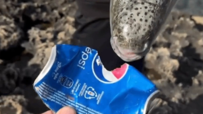 דג אבו נפחא מחורר פחית