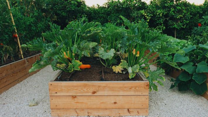 חקלאות אורגנית Farm to Table. ליבא גג גן העיר