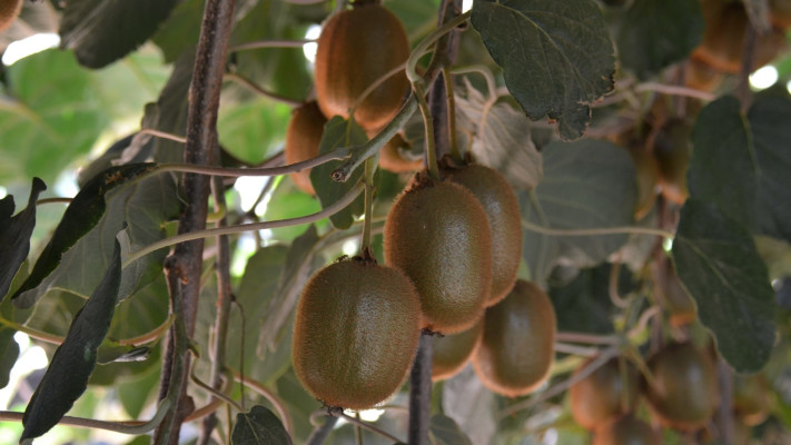 קיווי מסוג היווארד