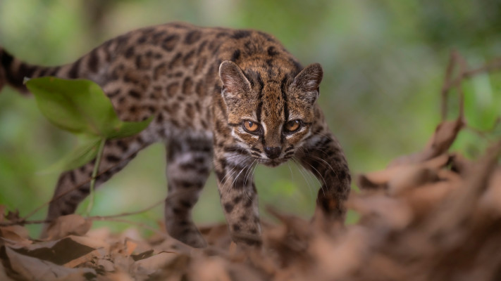 החתול החדש, Leopardus tilcayo